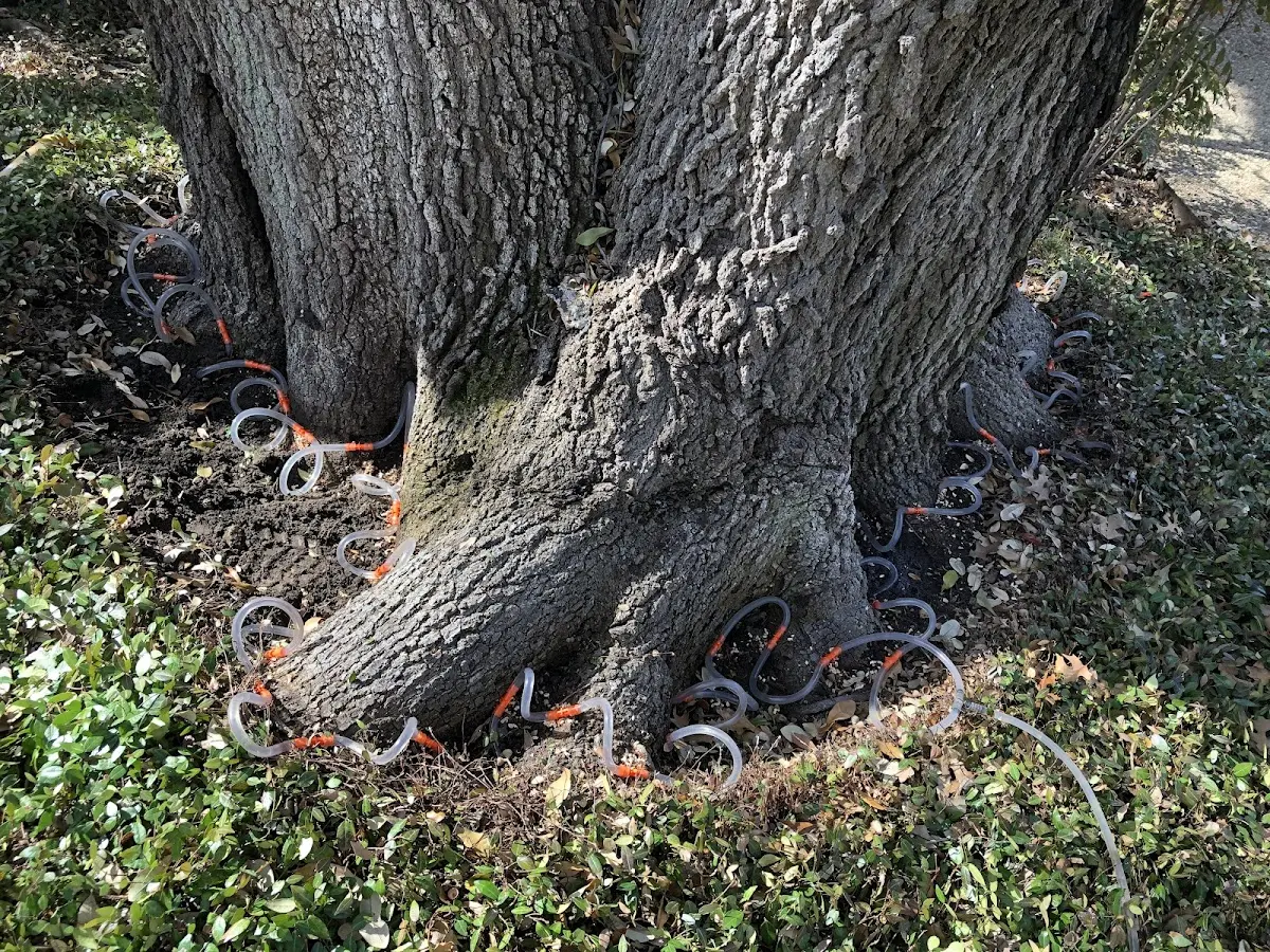 Detailed Tree Cabling and Bracing job site in Glen Ellyn