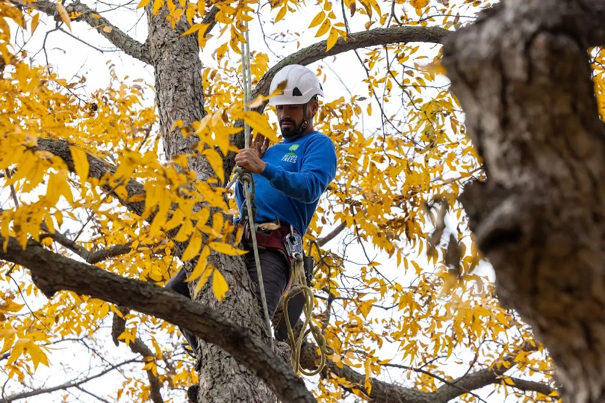 Skilled Tree Planting crew working in Glen Ellyn